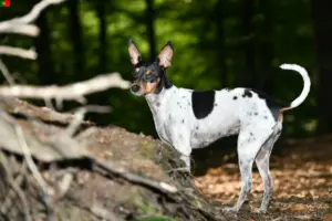 Read more about the article Ratonero Valenciano criadores e cachorros em Portugal