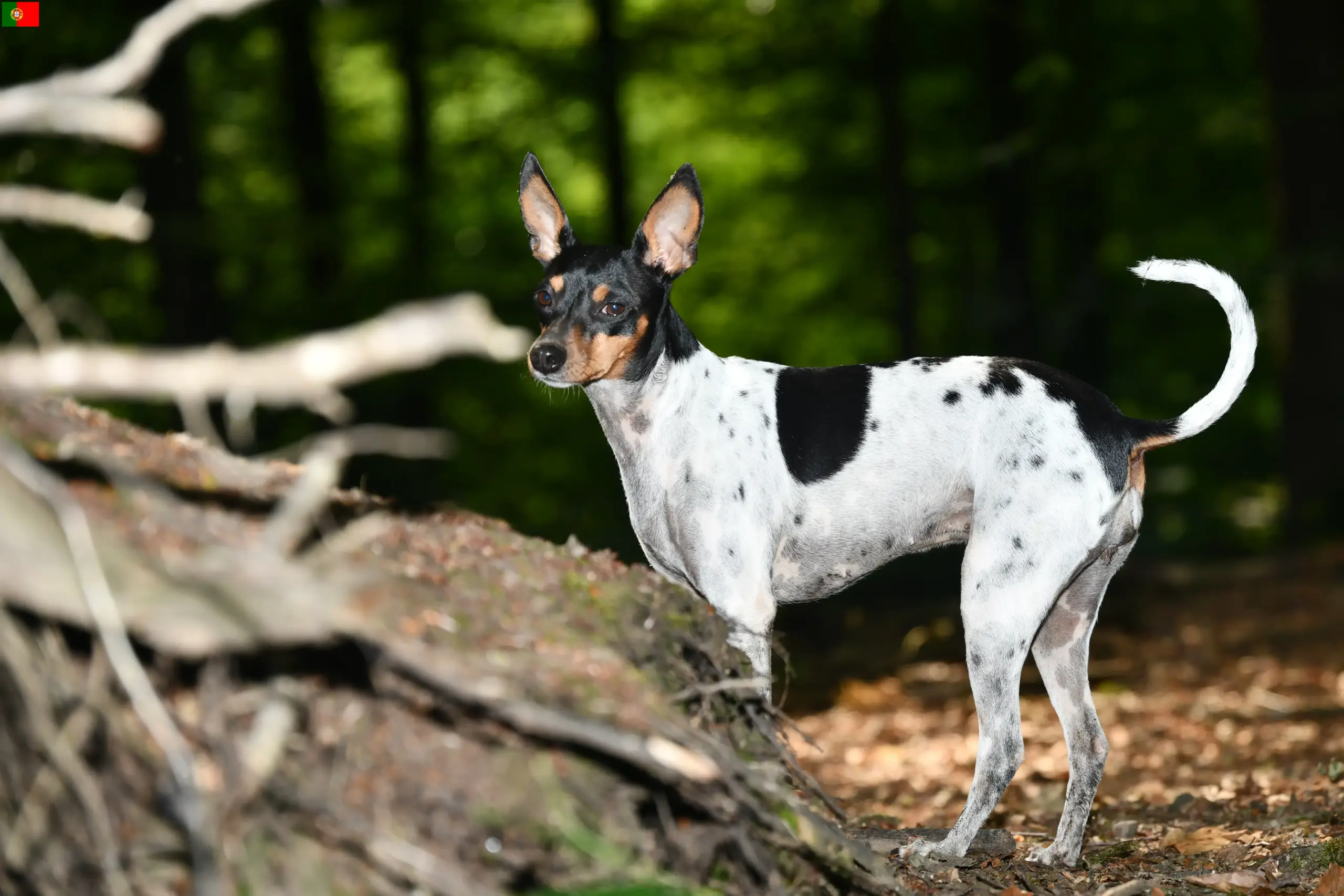 Read more about the article Ratonero Valenciano criadores e cachorros em Portugal