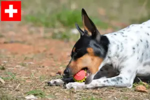 Read more about the article Criadores de Ratonero Valenciano e cachorros na Suíça