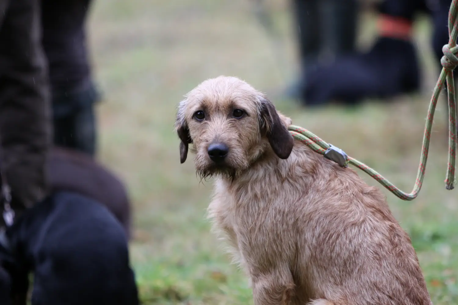 Comprar um cachorro Styrian Wirehaired Hound significa assumir responsabilidades! Comprar cachorros Styrian Wirehaired Hound.