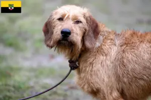 Read more about the article Criadores de Rauhhaarbracke da Estíria e cachorros na Saxónia-Anhalt