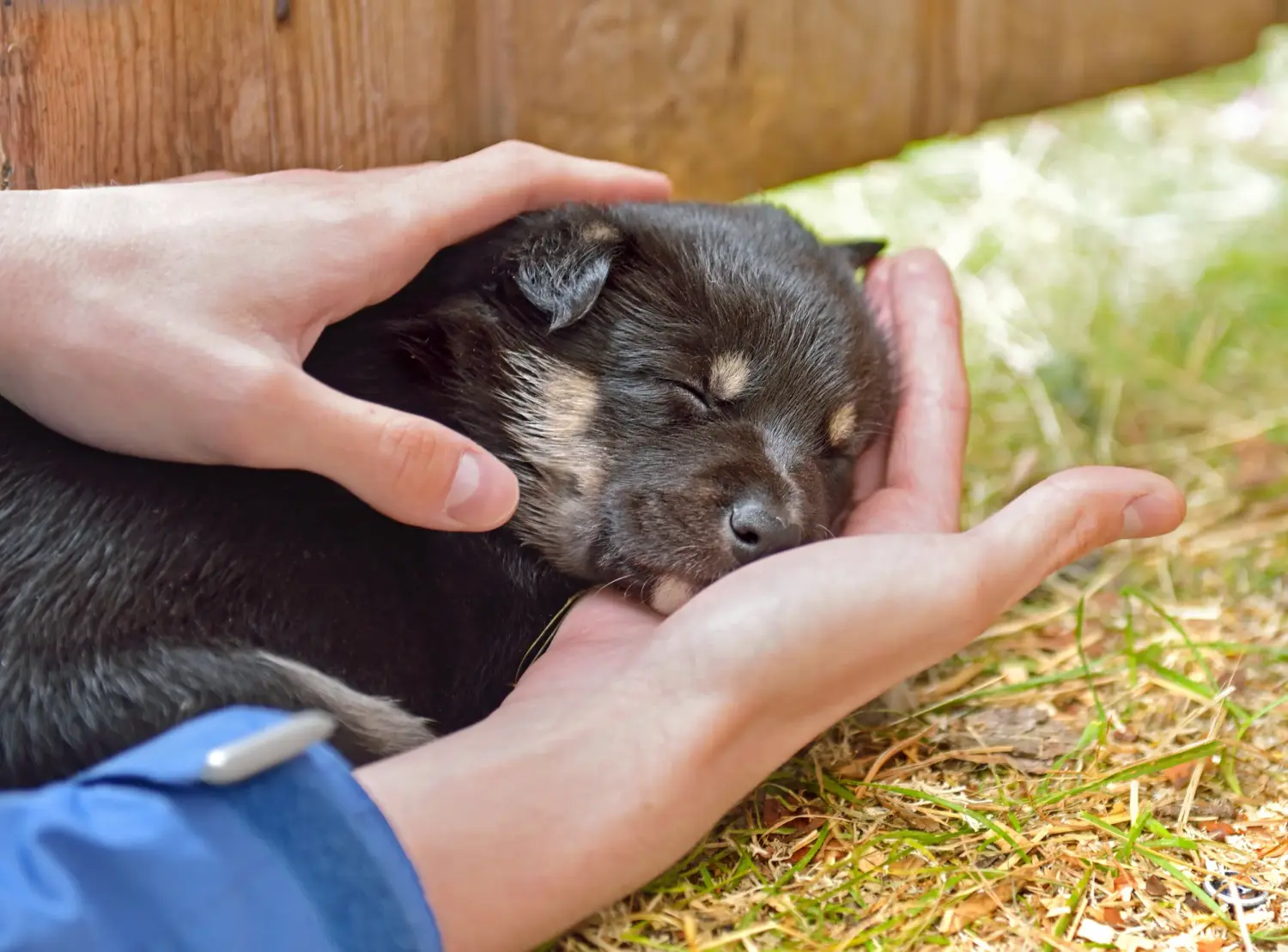 Comprar um cachorro de rena da Lapónia significa assumir a responsabilidade! Comprar cachorros de cães renas da Lapónia.