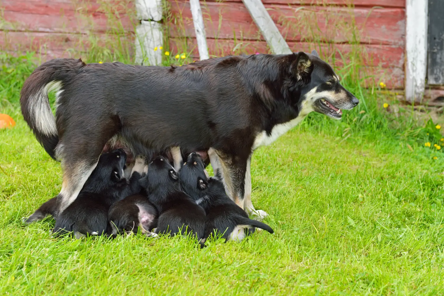 Comprar um cachorro de rena da Lapónia significa assumir a responsabilidade! Comprar cachorros de cães renas da Lapónia.