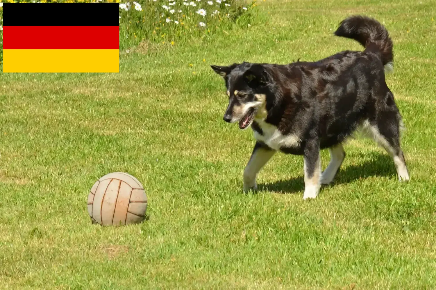 Read more about the article Criadores de cães de rena da Lapónia e cachorros na Alemanha
