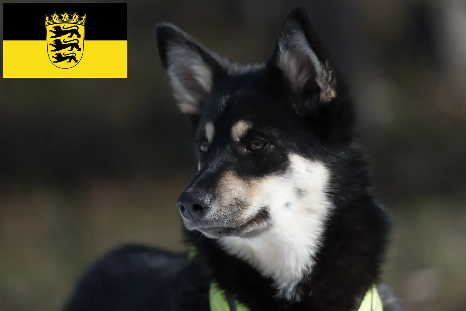 Read more about the article Criadores de cães de rena da Lapónia e cachorros em Baden-Württemberg