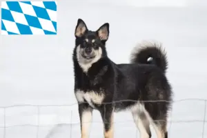 Read more about the article Criadores de cães de rena da Lapónia e cachorros na Baviera