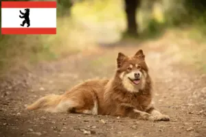 Read more about the article Criador de cães de rena da Lapónia e cachorros em Berlim