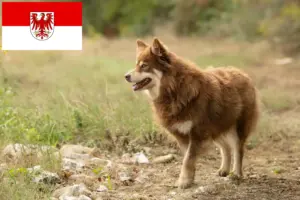Read more about the article Criador de cães de rena da Lapónia e cachorros em Brandenburgo