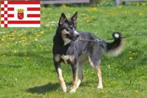 Read more about the article Criador de cães de rena da Lapónia e cachorros em Bremen
