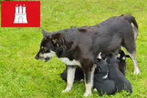 Read more about the article Criador de cães de rena da Lapónia e cachorros em Hamburgo