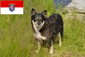 Read more about the article Criadores de cães de rena da Lapónia e cachorros em Hesse