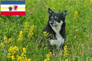 Read more about the article Criador de cães de rena da Lapónia e cachorros em Mecklenburg-Vorpommern