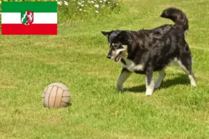 Read more about the article Criadores de cães de rena da Lapónia e cachorros na Renânia do Norte-Vestefália