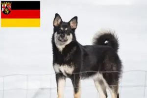 Read more about the article Criadores de cães de rena da Lapónia e cachorros na Renânia-Palatinado