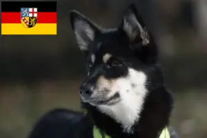 Read more about the article Criador de cães de rena da Lapónia e cachorros em Saarland