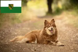 Read more about the article Criadores de cães de rena da Lapónia e cachorros na Saxónia
