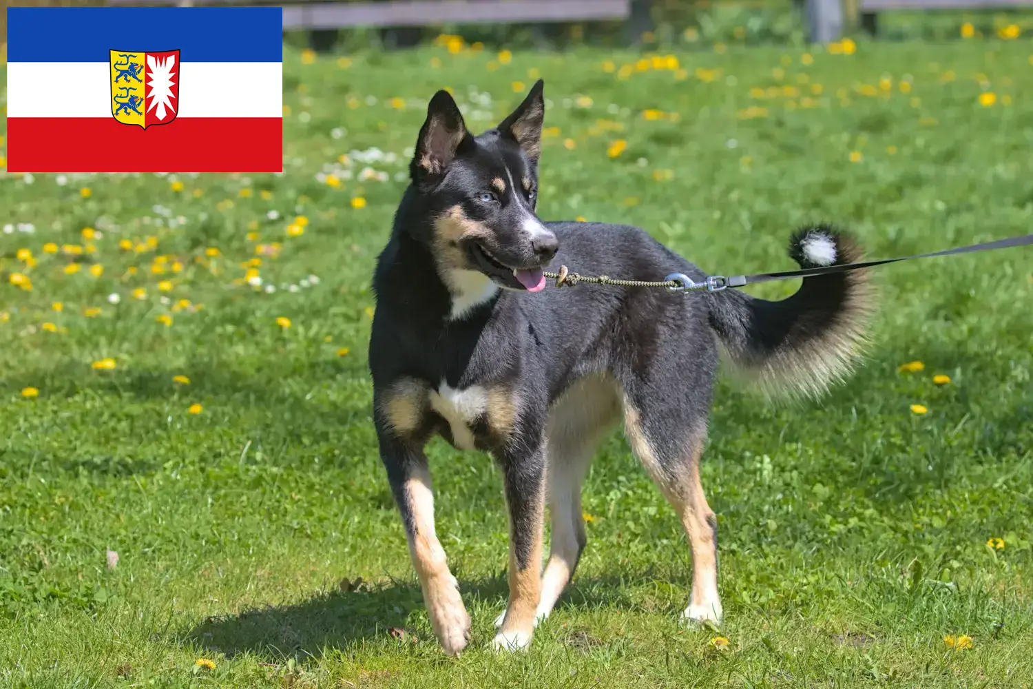 Read more about the article Criadores de cães de rena da Lapónia e cachorros em Schleswig-Holstein
