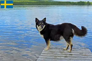 Read more about the article Criador de cães de rena da Lapónia e cachorros na Suécia