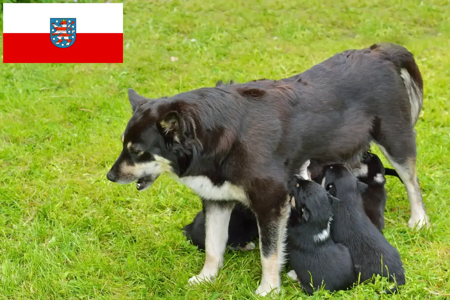 Read more about the article Criador de cães de rena da Lapónia e cachorros em Turíngia