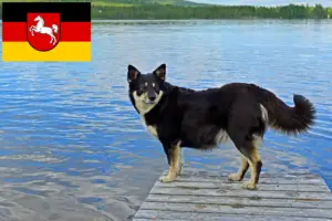 Read more about the article Criadores de cães de rena da Lapónia e cachorros na Baixa Saxónia