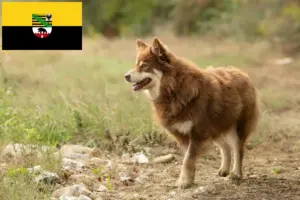 Read more about the article Criador de cães de rena da Lapónia e cachorros em Saxónia-Anhalt