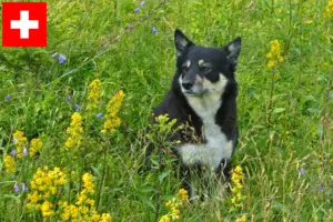 Read more about the article Criadores de cães de rena da Lapónia e cachorros na Suíça