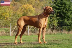Read more about the article Criadores de Rhodesian Ridgeback e cachorros nos EUA
