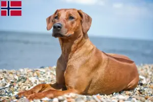 Read more about the article Criadores de Rhodesian Ridgeback e cachorros na Noruega