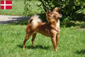 Read more about the article Russkiy Toy criadores e cachorros na Dinamarca