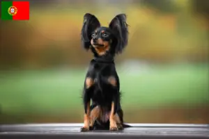 Read more about the article Russkiy Toy criadores e cachorros em Portugal