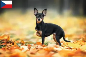 Read more about the article Criadores de Russkiy Toy e cachorros na República Checa