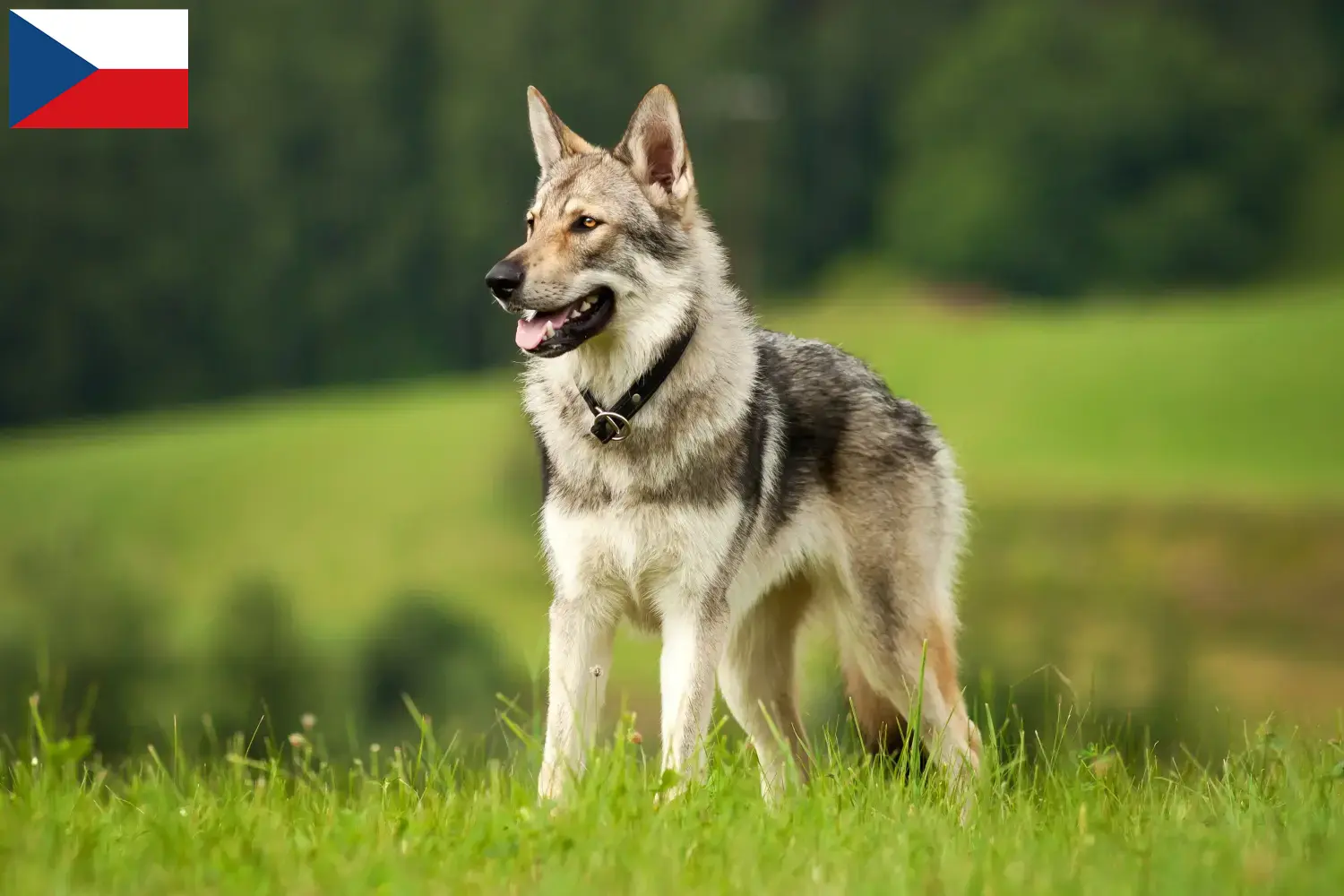 Read more about the article Criadores de cães-lobo Saarloos e cachorros na República Checa