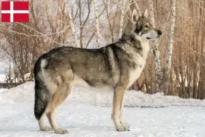 Read more about the article Criadores de cães-lobo de Saarloos e cachorros na Dinamarca