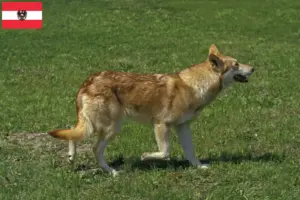 Read more about the article Criadores de Saarloos Wolfhound e cachorros na Áustria