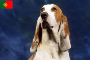 Read more about the article Sabueso Español criadores e cachorros em Portugal
