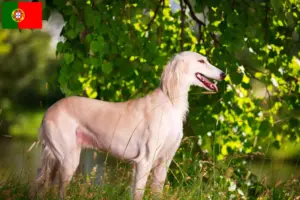 Read more about the article Criadores de saluki e cachorros em Portugal