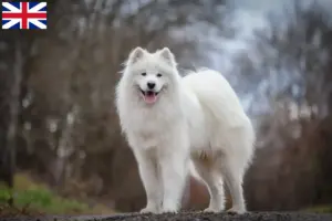 Read more about the article Criadores de Samoieda e cachorros na Grã-Bretanha