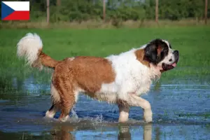 Read more about the article Criadores de São Bernardo e cachorros na República Checa