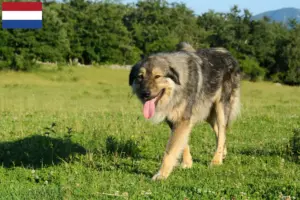Read more about the article Criadores de Šarplaninac e cachorros nos Países Baixos