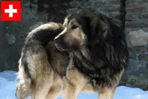 Read more about the article Šarplaninac criadores e cachorros na Suíça