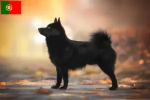 Read more about the article Criadores de Schipperke e cachorros em Portugal