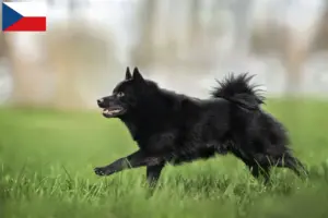 Read more about the article Criadores de Schipperke e cachorros na República Checa