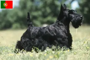 Read more about the article Criadores de Scottish Terrier e cachorros em Portugal