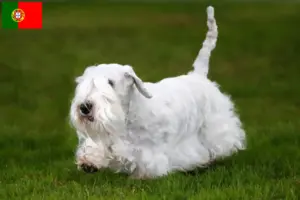 Read more about the article Criadores de Sealyham Terrier e cachorros em Portugal