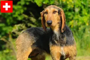 Read more about the article Segugio Italiano criadores e cachorros na Suíça