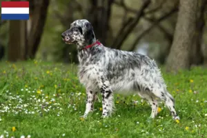 Read more about the article Criadores e cachorros de Setter Inglês nos Países Baixos