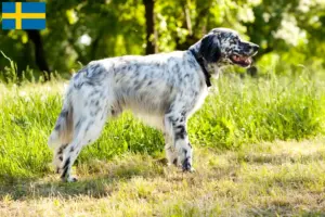 Read more about the article Criadores de Setter Inglês e cachorros na Suécia