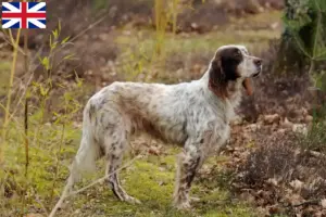 Read more about the article Criadores e cachorros de Setter Inglês na Grã-Bretanha
