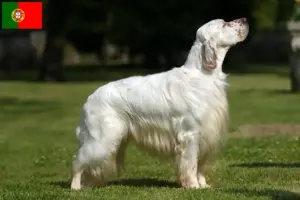 Read more about the article Criadores de Setter Inglês e cachorros em Portugal