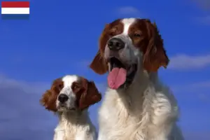 Read more about the article Criadores e cachorros de Setter irlandês vermelho e branco nos Países Baixos